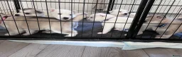 Utonagan dogs for sale: Malamute/Siberian Husky puppies in Swindon - Advert 13