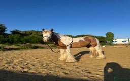 Irish Cob horses for sale: Handsome skewbald gelding childs/ showing pony  in Grays - Image 4