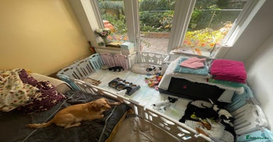 Cocker Spaniel dogs - Advert 11