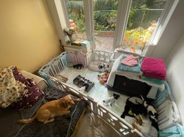 Cocker Spaniel dogs - Advert 11