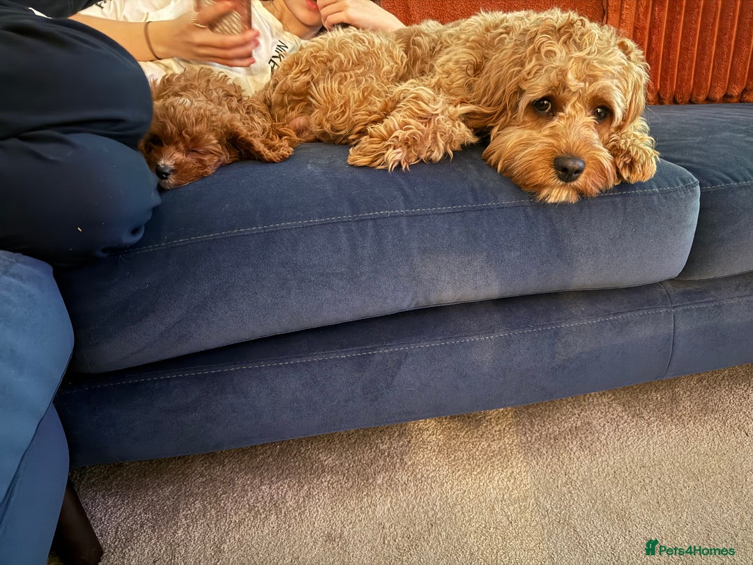 Cavapoo dogs for sale: Cavapoo puppies for sale - Advert 8