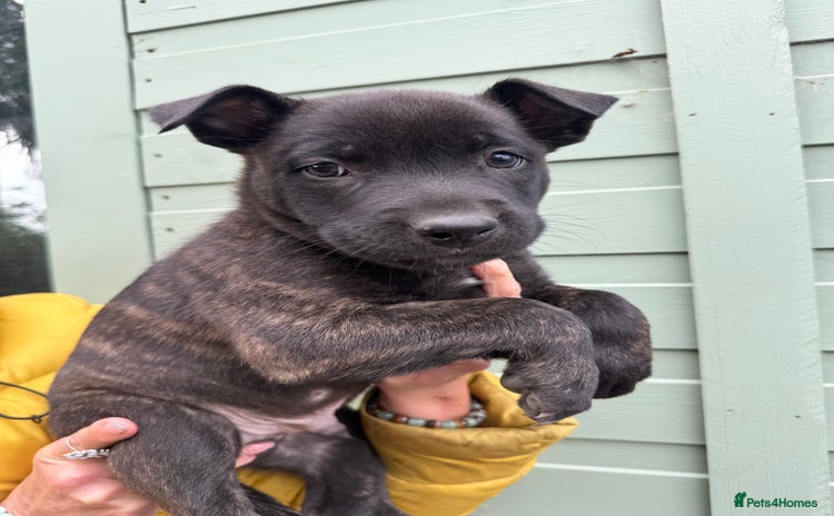 Mixed Breed dogs - Advert 7