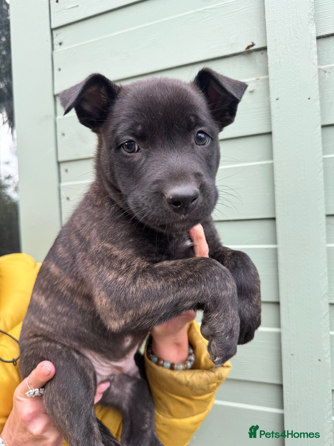 Mixed Breed dogs for sale: Only 1 females left! Stunning bullherder pups  - Advert 7