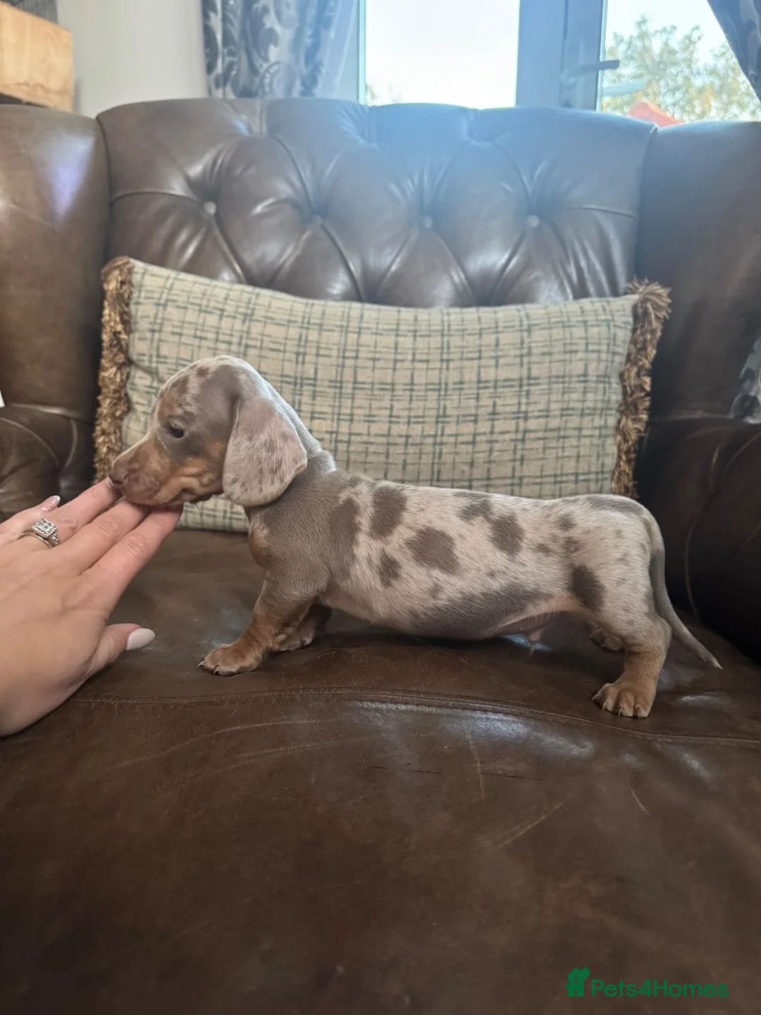 Miniature Dachshund dogs for sale: Miniature Dachshund Puppies  - Advert 2