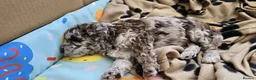 Labradoodle dogs for sale: Beautiful litter of F2b curly labradoodle puppies! - Advert 10