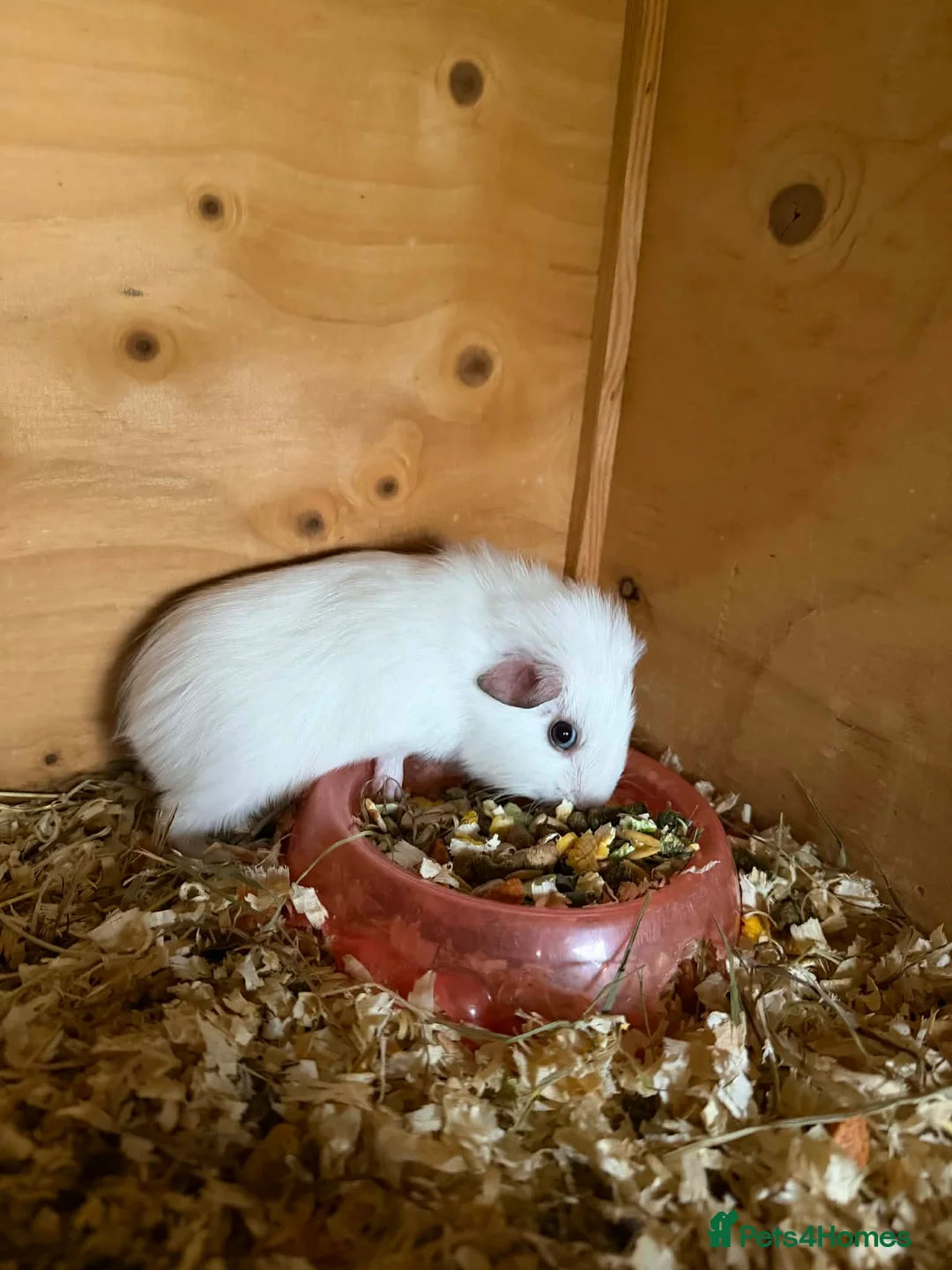 Guinea Pig rodents for sale: Baby Guinea pigs  - Advert 3