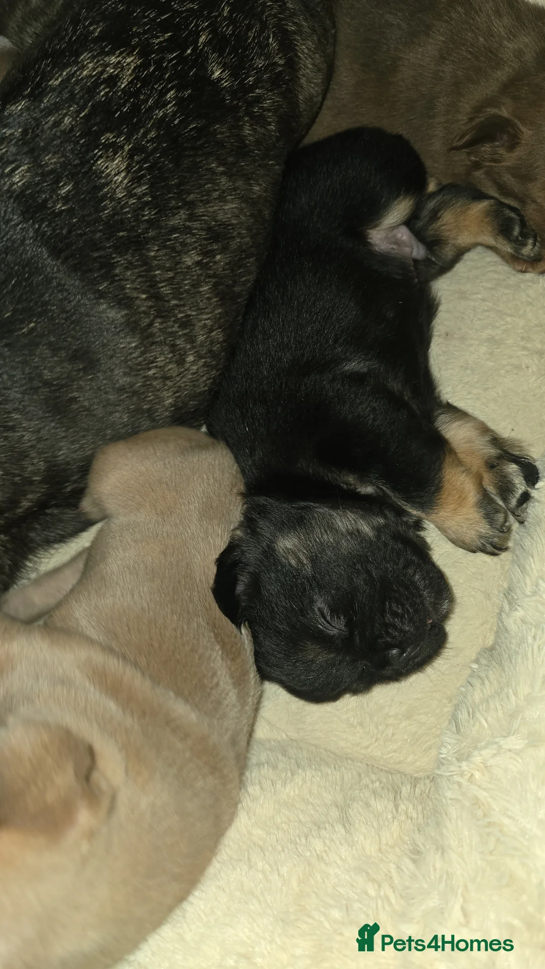 French Bulldog dogs for sale: FLUFFY FRENCHIE READY NOW in London - Advert 2