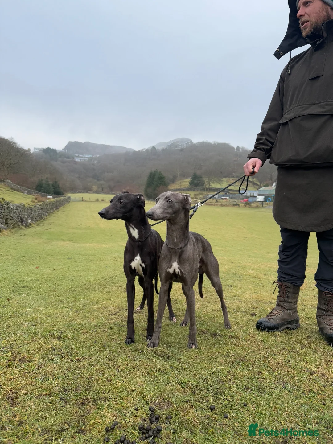 Whippet dogs for stud: KC Proven Whippet Dog For Stud in Blaenau Ffestiniog - Advert 3