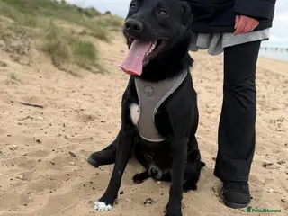 Borador dogs Bear. - Advert 5