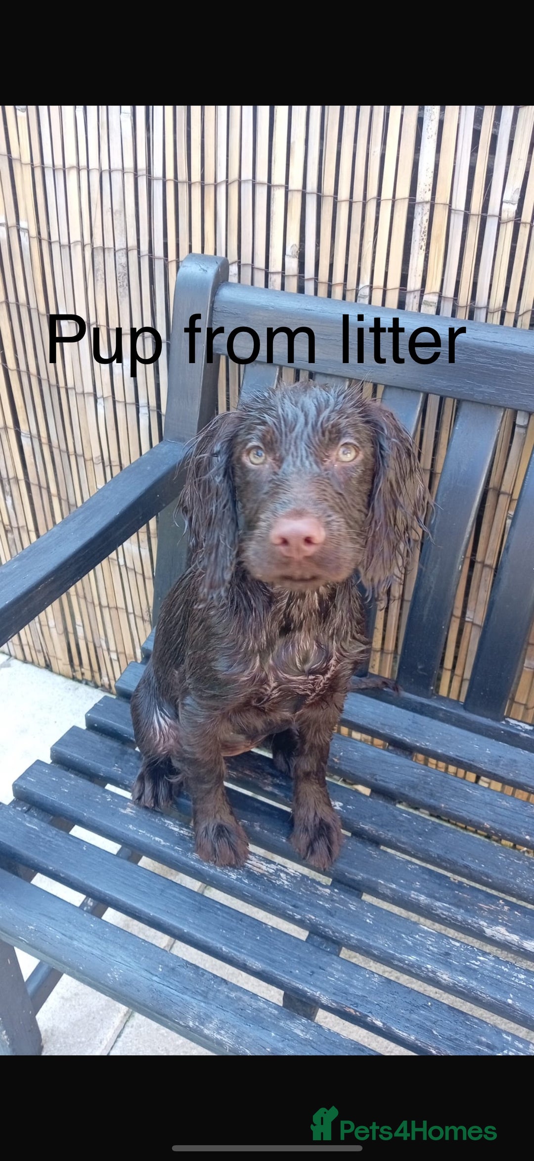 Cocker Spaniel dogs for stud: Working cocker spaniel stud  - Image 8
