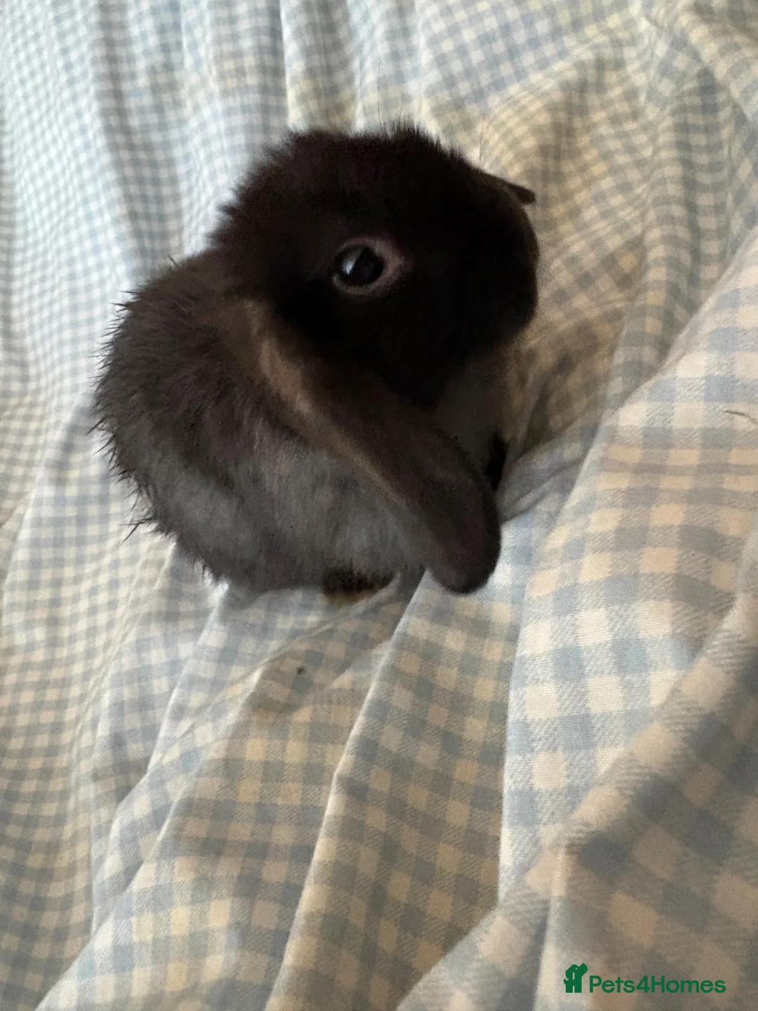 Mini Lop rabbits for sale: Beautiful mini lops for sale - Advert 2