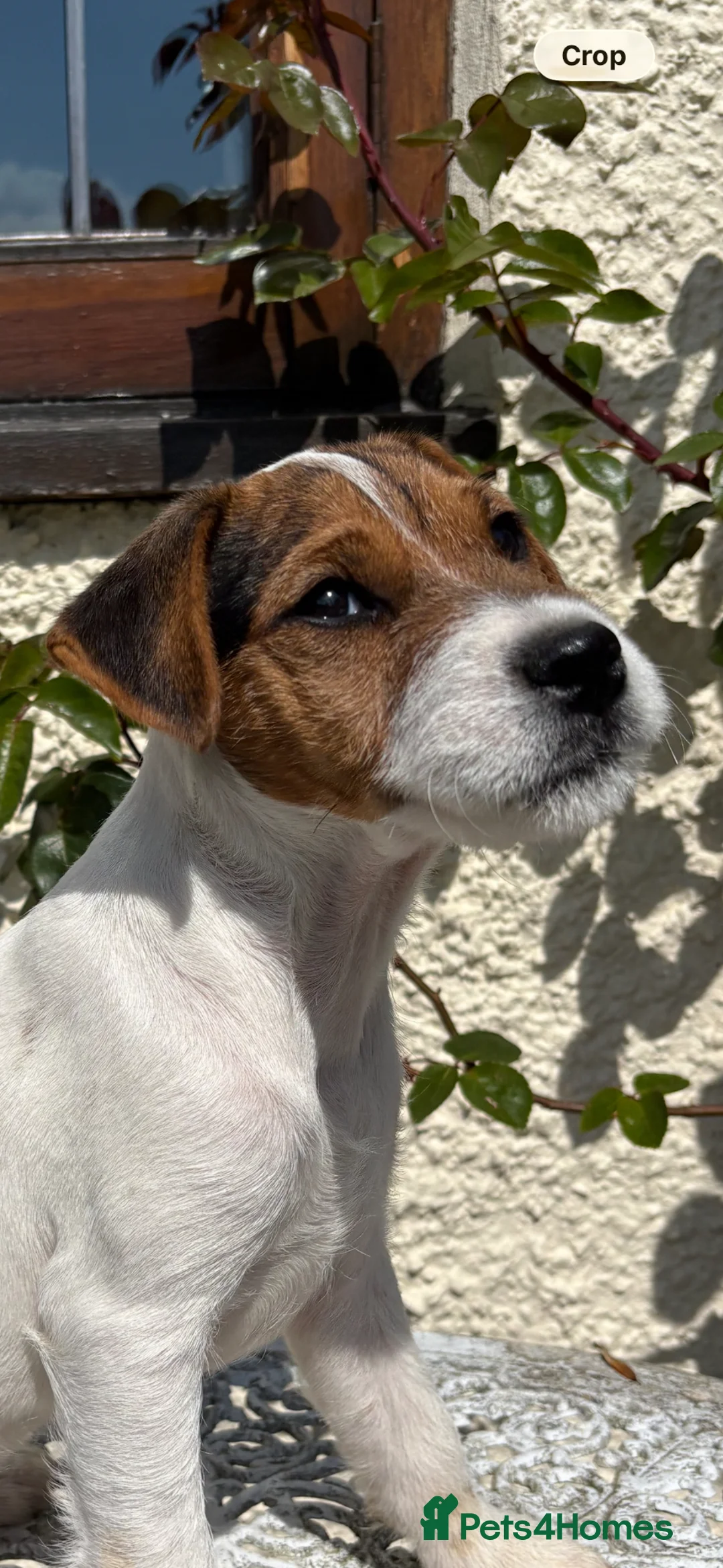 Parson Russell dogs for sale: Parson jack Russell  - Advert 2