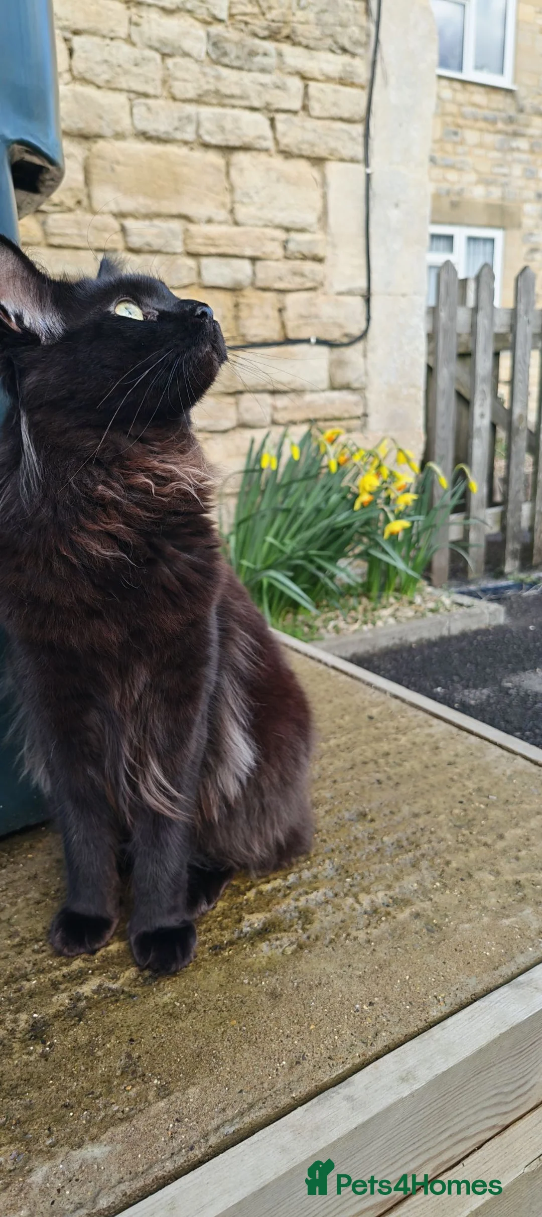 Maine Coon cats for sale: Stunning Black And Blue Smoke Pedigree Maine Coons - Advert 15