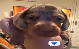 Dachshund dogs for sale: Miniature dachshund puppy’s for sale  - Image 13