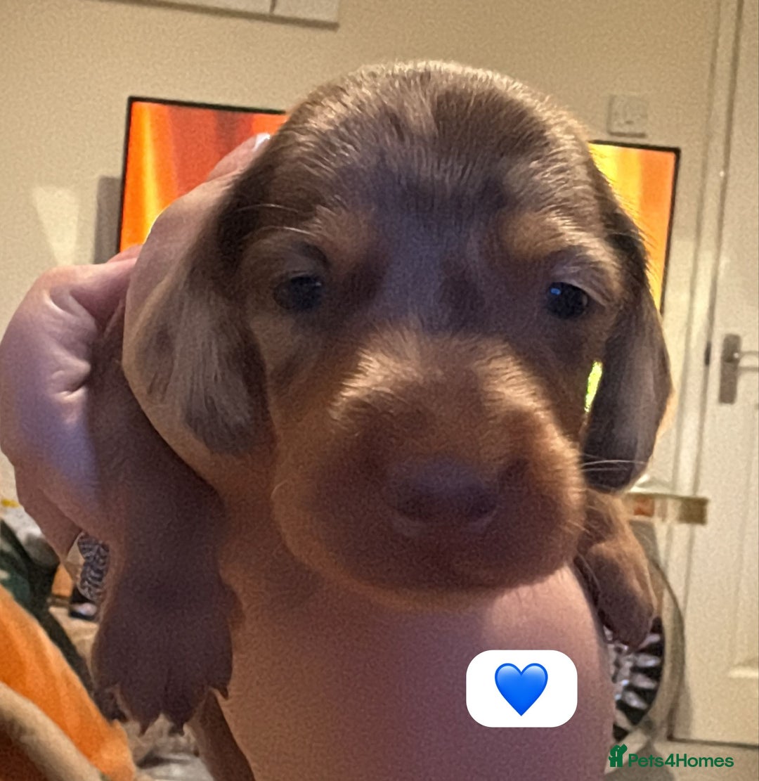Dachshund dogs for sale: Miniature dachshund puppy’s for sale  - Image 13