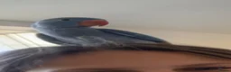 Ringnecks birds for sale: Hand reared indian ringneck babies - Advert 14