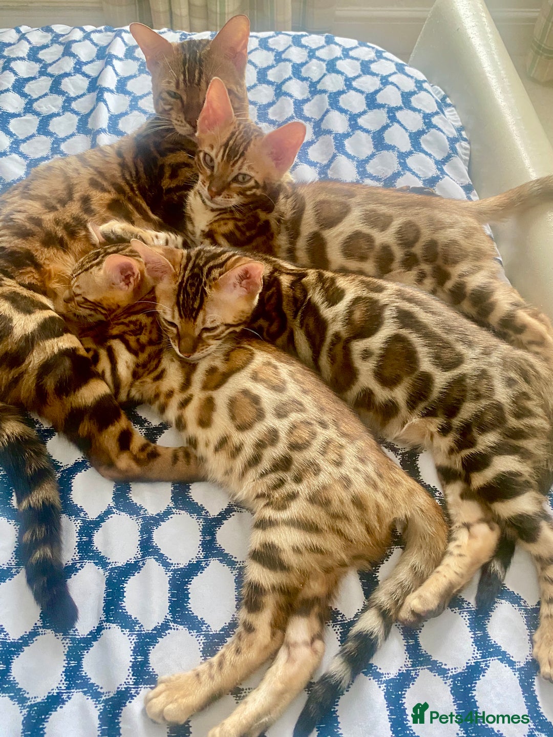 Bengal cats for sale: TICA register.ONLY 2 BOYS 🙀😺LEFT !!! in Northampton - Image 24
