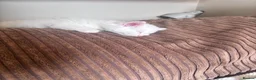 Mixed Breed cats for sale: Got three beautiful kittens for sale  in Canvey Island - Advert 3
