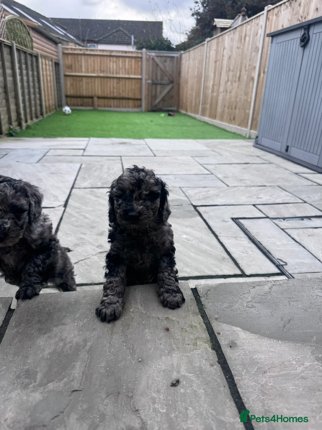 Cavapoochon dogs for sale: MERLE CAVAPOOCHON READY NOW  - Advert 5