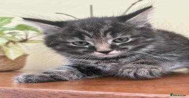 Maine Coon cats - Advert 7