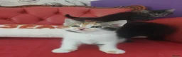 Mixed Breed cats for sale: Beautiful kittens ready now  - Advert 11