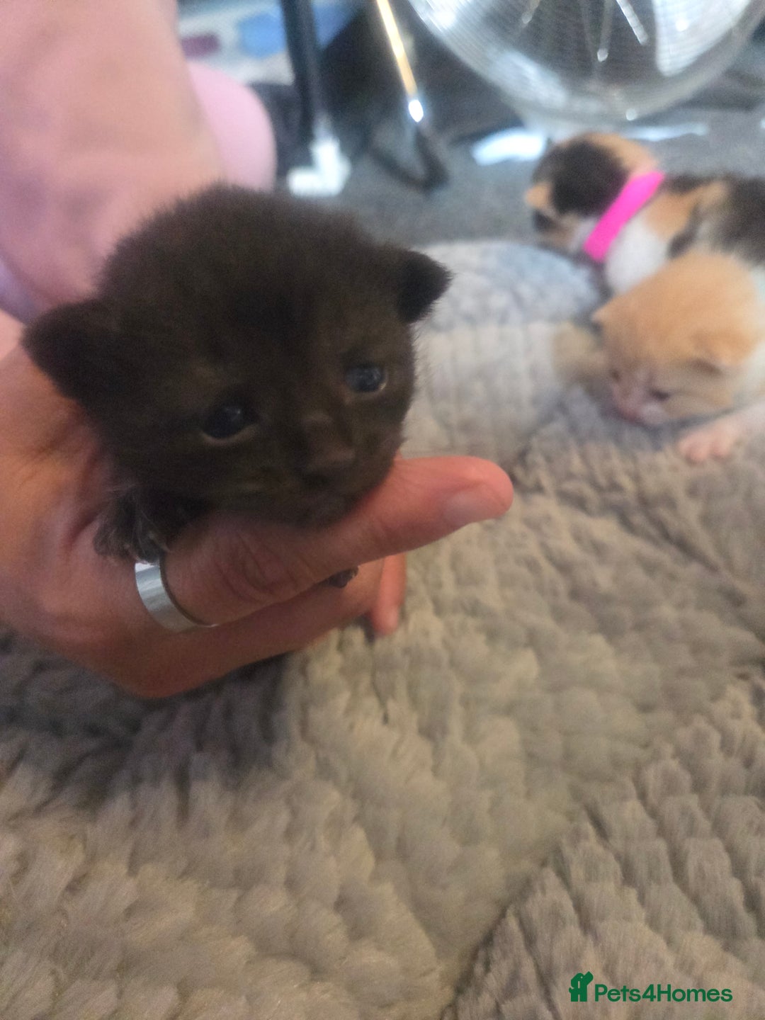 Mixed Breed cats for sale: Nearly 3 weeks old kittens  - Image 5