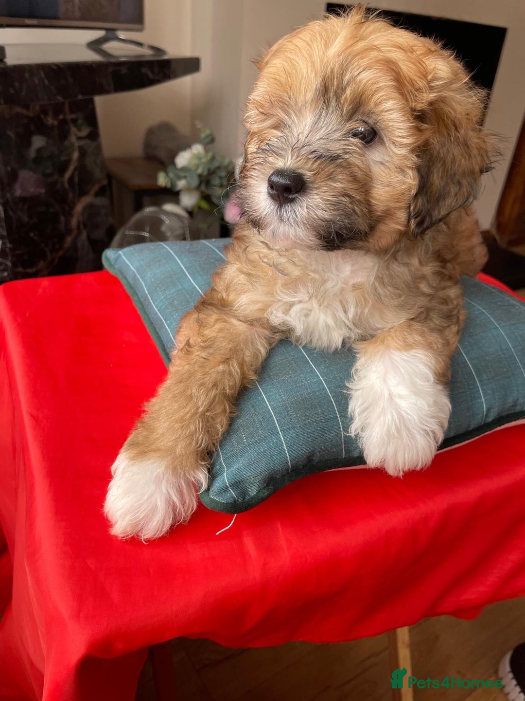 Shihpoo dogs for sale: Shihpoo puppies f1b - Image 13