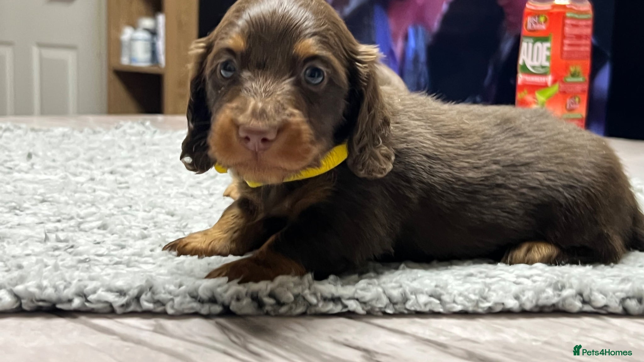 Miniature Dachshund dogs 🐾 Stunning Chocolate Cream Mini Longhair Boys ✨🐶 - Advert 12