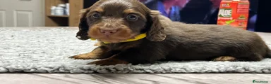 Miniature Dachshund Puppy 2
