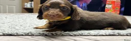 Miniature Dachshund dogs for sale: 🐾 Stunning Chocolate Cream Mini Longhair Boys ✨🐶 - Advert 18