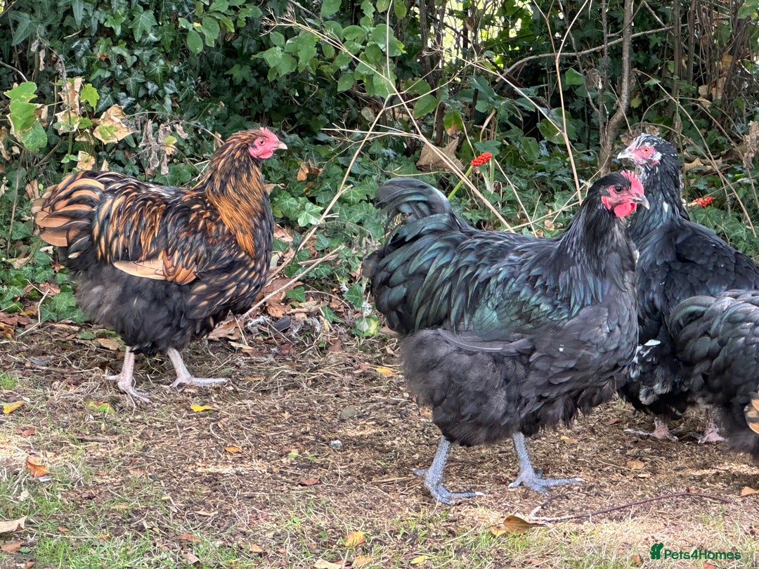 Chickens poultry for sale: Orpington chickens available  - Image 9