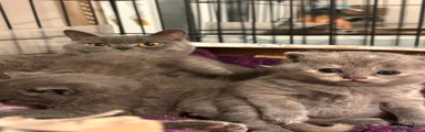 British Shorthair 3