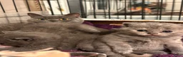 British Shorthair cats for sale: Blue cream and lilac British shorthairs - Advert 6