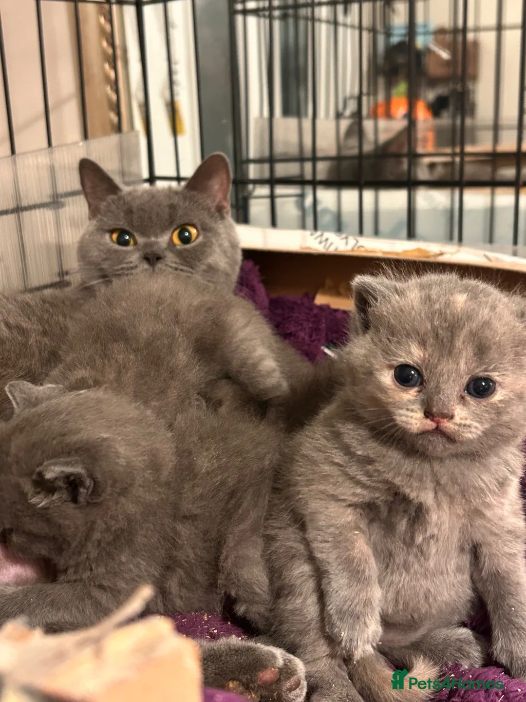 British Shorthair cats for sale: Blue cream and lilac British shorthairs - Advert 6