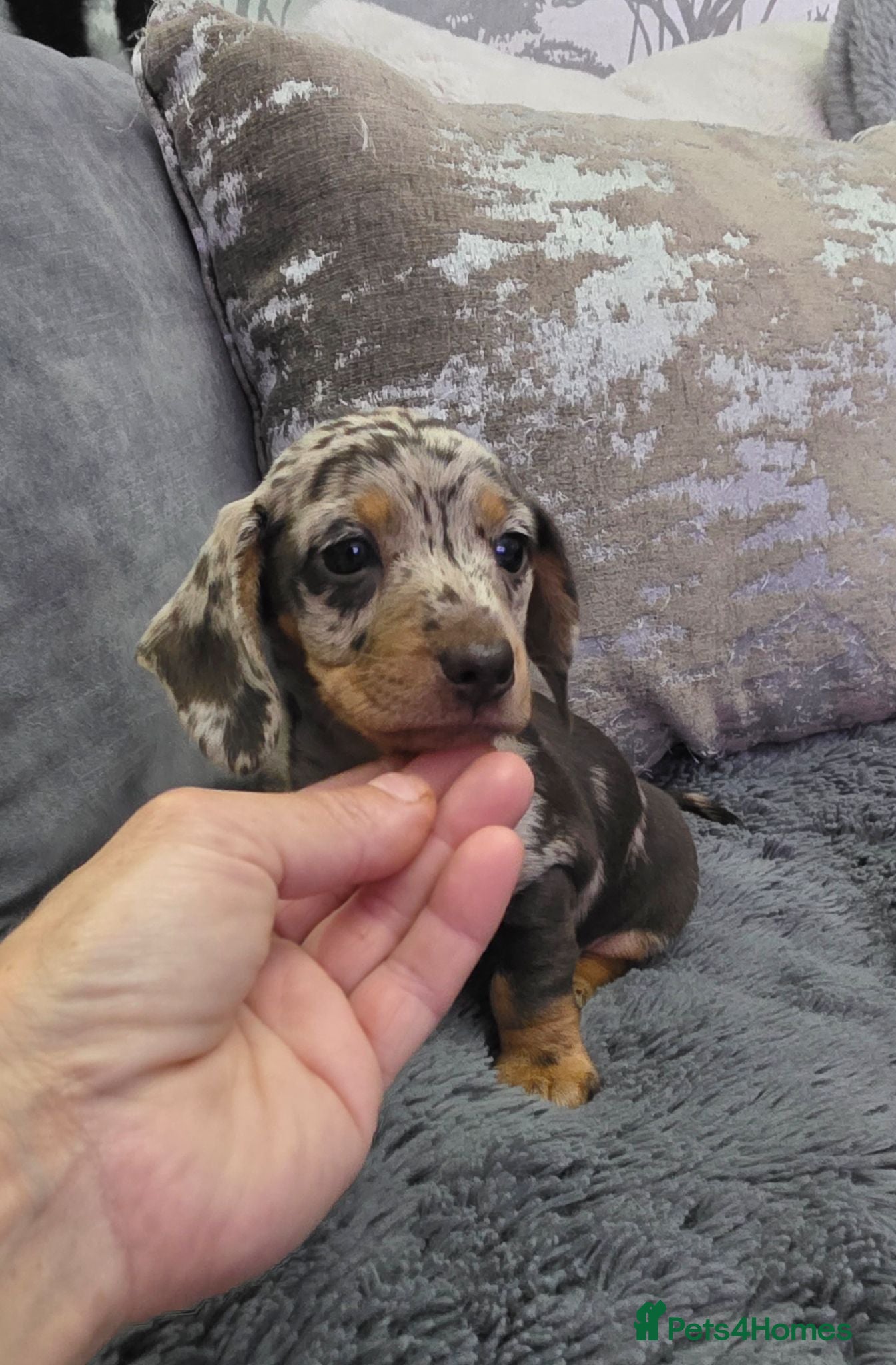 Miniature Dachshund dogs Chocolate dapple miniature Dachshund  - Advert 9