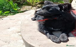 Mixed Breed dogs for adoption: 💖🐶 LILU JET 🐶💖 - Image 17