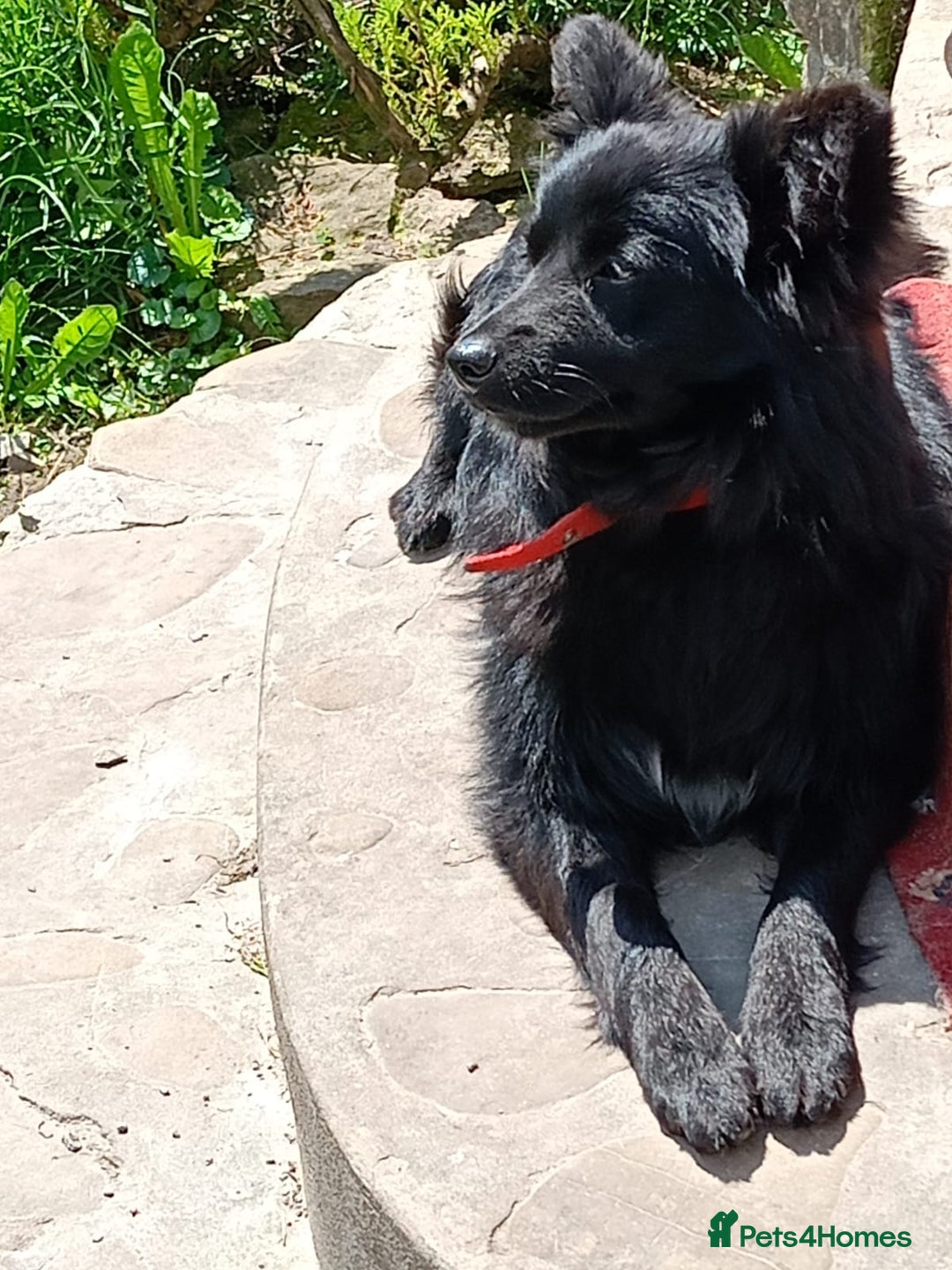 Mixed Breed dogs for adoption: 💖🐶 LILU JET 🐶💖 - Image 17