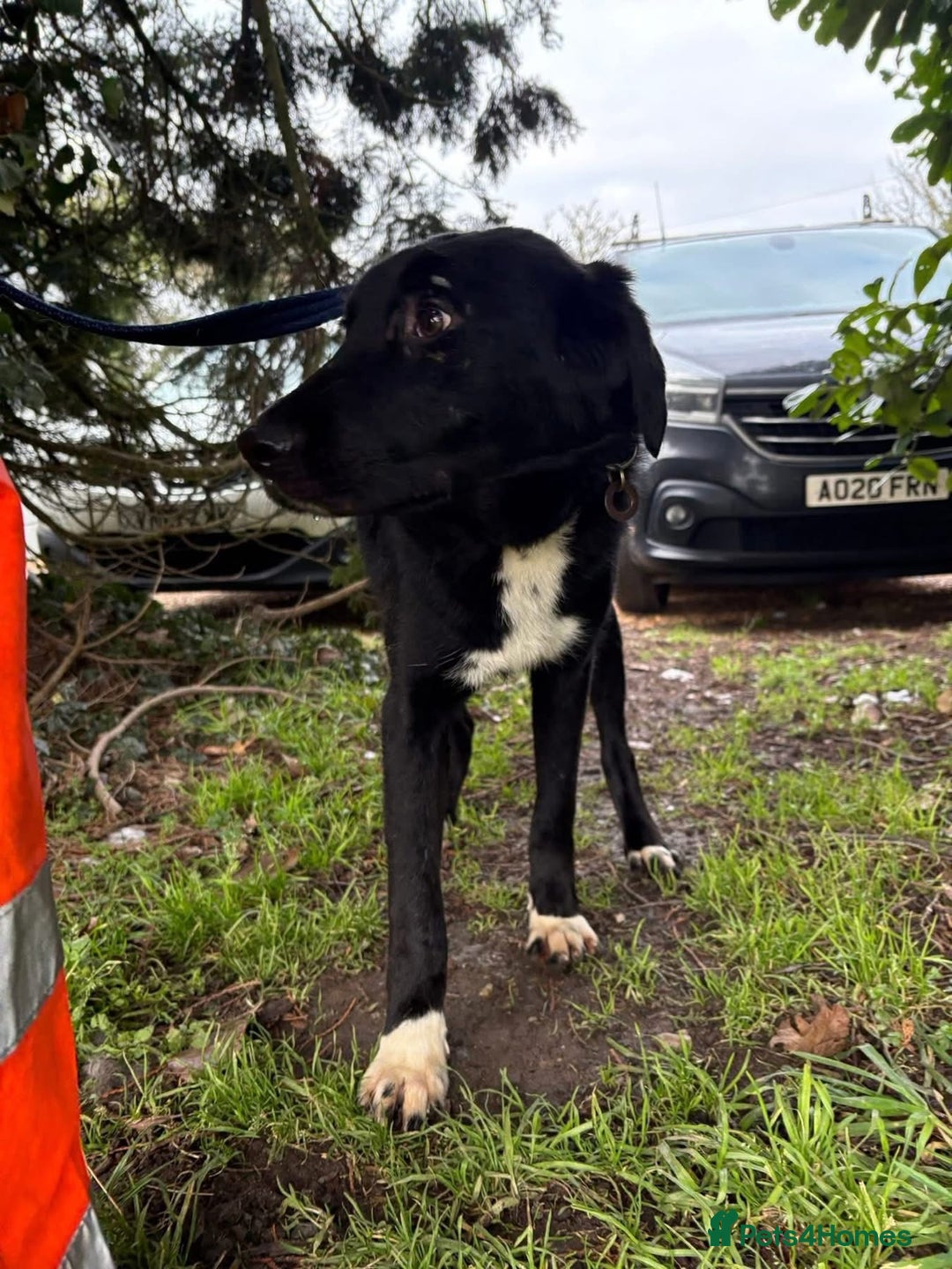 Mixed Breed dogs for adoption: Sisco - Norwich Norfolk  - Advert 6