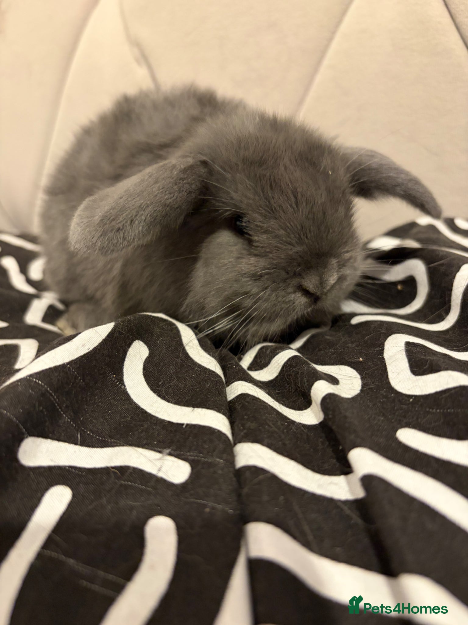 Mini Lop rabbits READY NOW  mini lops - Advert 18