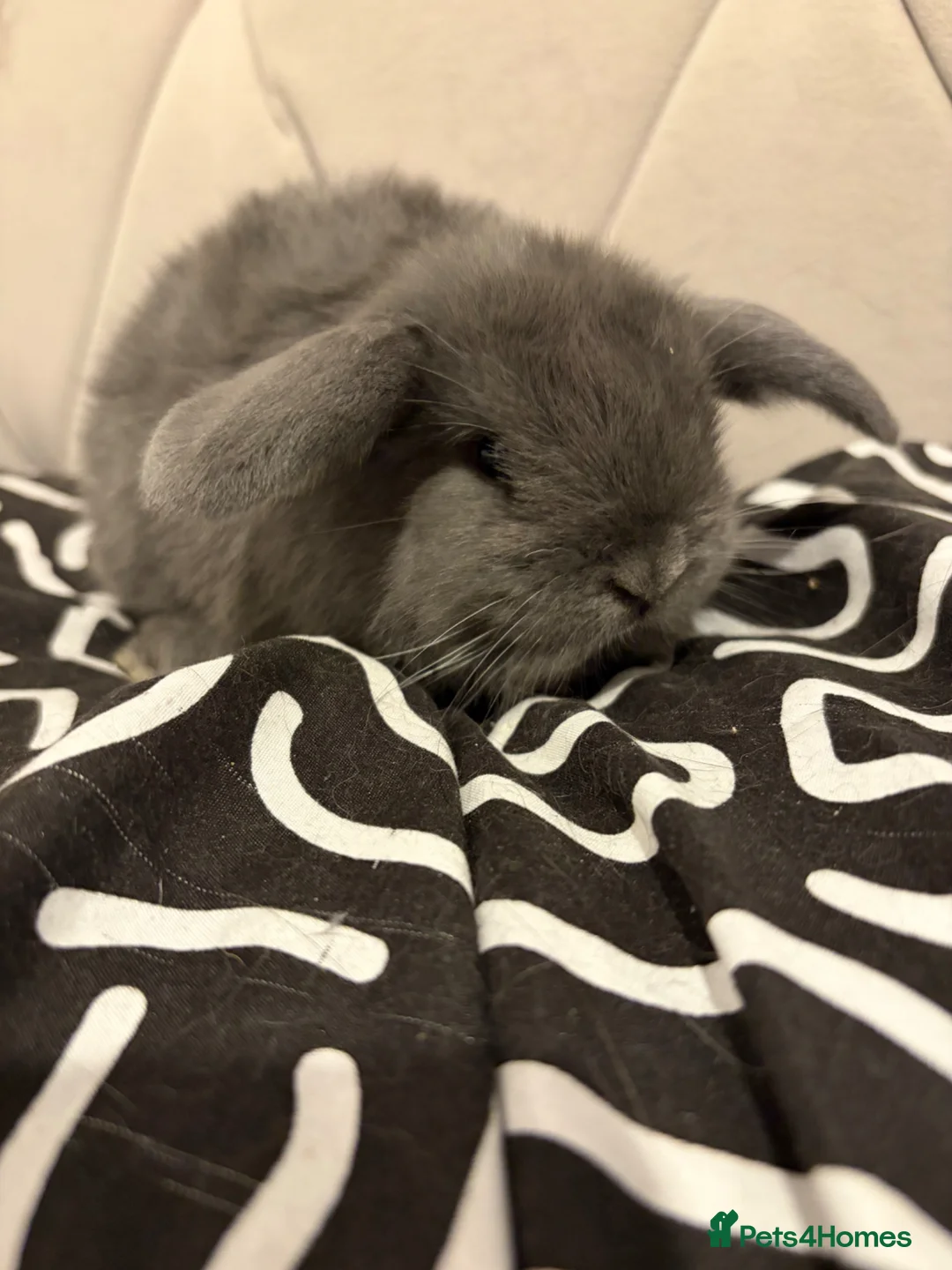 Mini Lop rabbits for sale: READY NOW  mini lops - Advert 2