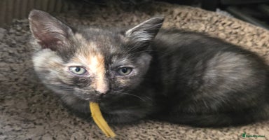 Mixed Breed cats - Advert 15