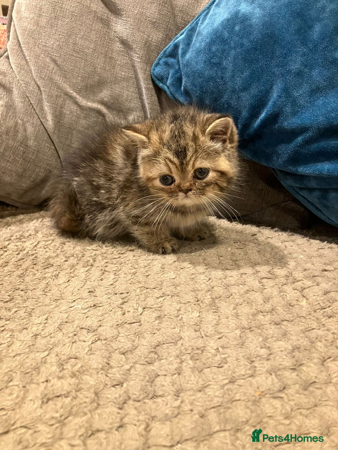 Exotic cats for sale: Pure bred exotic kittens for sale - Image 9