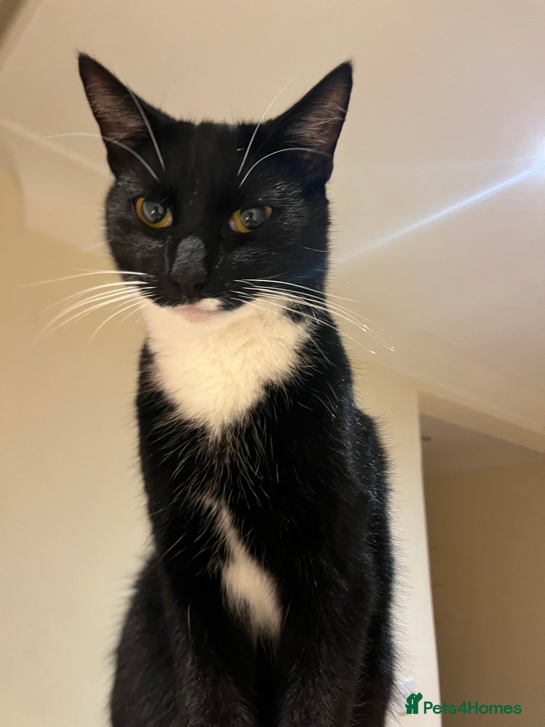 Domestic Shorthair cats for sale: Free Rehome 10 cats - Advert 14