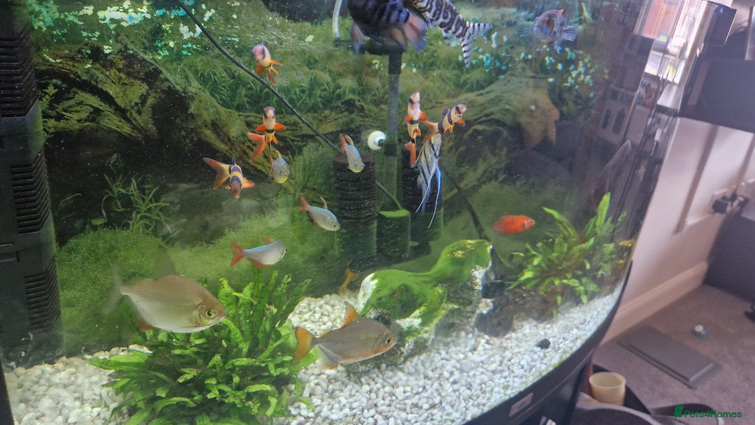 Tetras fish for sale: Fish and tank - Image 2