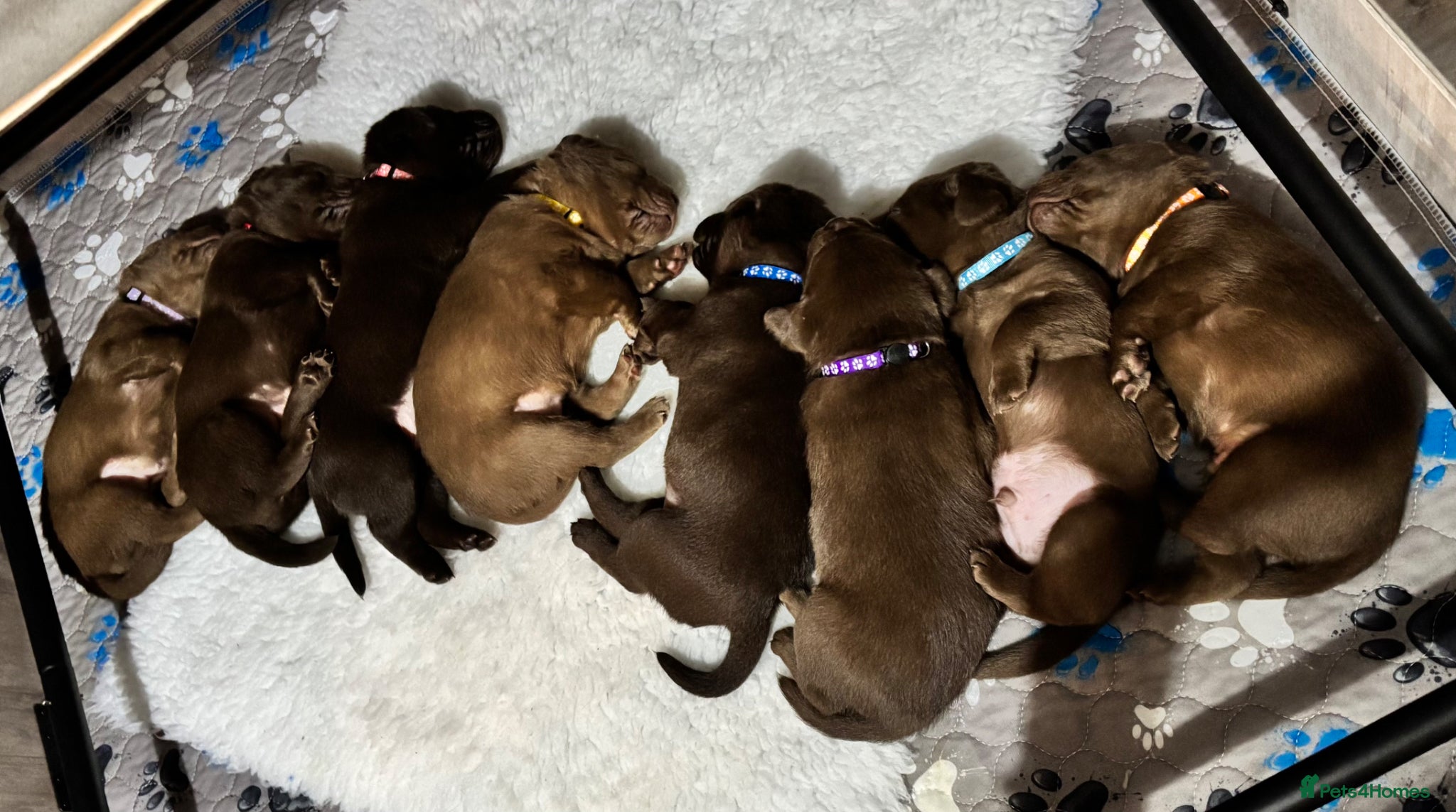 Labrador Retriever dogs Chunky chocolate family pet Labrador puppies - Advert 2