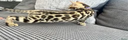 Bengal cats for sale: Stunning full pedigree registered bengal kittens  - Advert 23