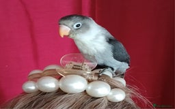 Lovebirds birds for sale: Fischers lovebirds handreared x2 - Image 1