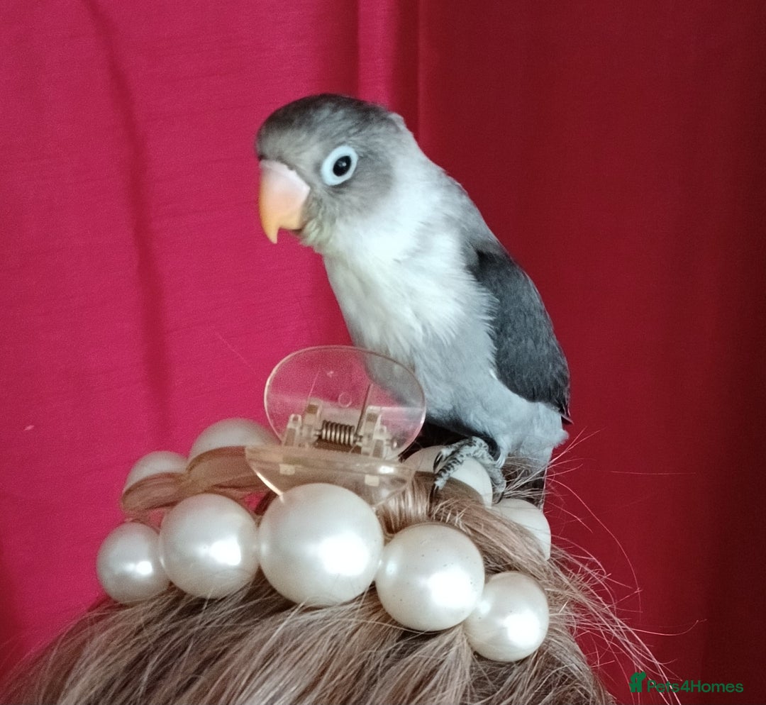 Lovebirds birds for sale: Fischers lovebirds handreared x2 - Image 1