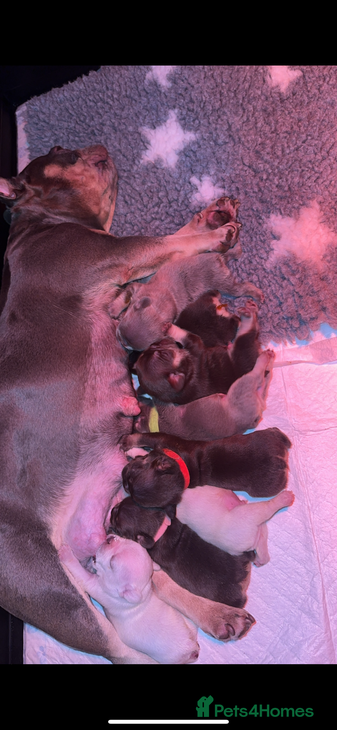 French Bulldog dogs for sale: French Bulldog puppies for sale - Image 23