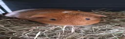 Guinea Pig rodents for sale: Pair of bonded male guinea pigs in Sheffield - Advert 2